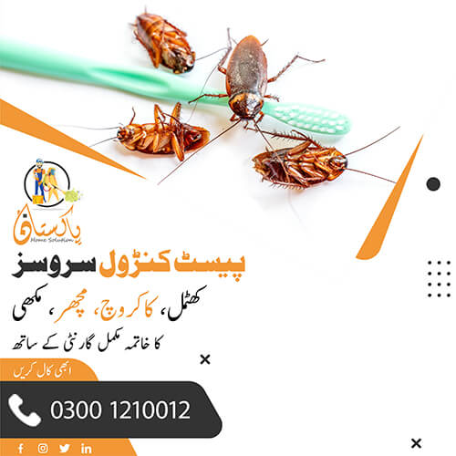Cockroach Control Services in Lahore