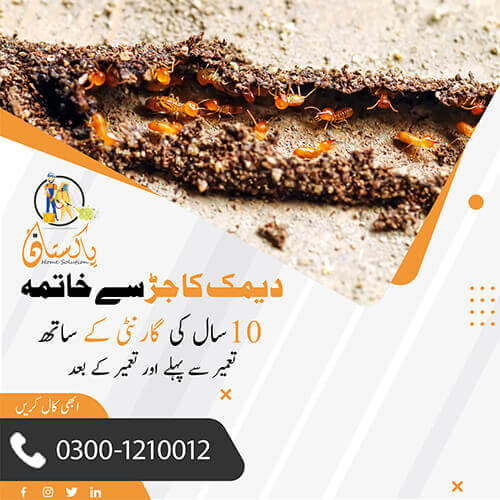 termite control services in Islamabad